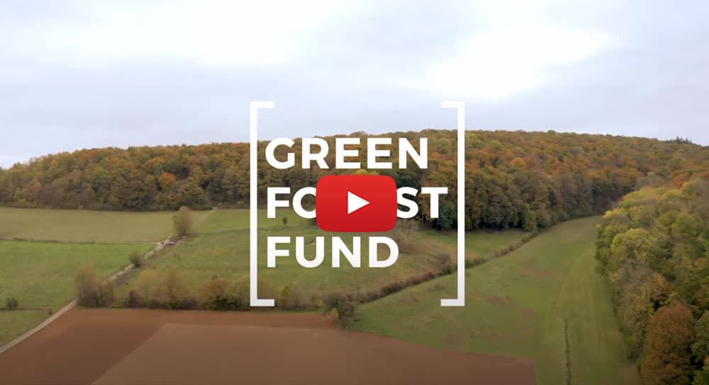 GREEN FOREST FUND e.V. auf Youtube