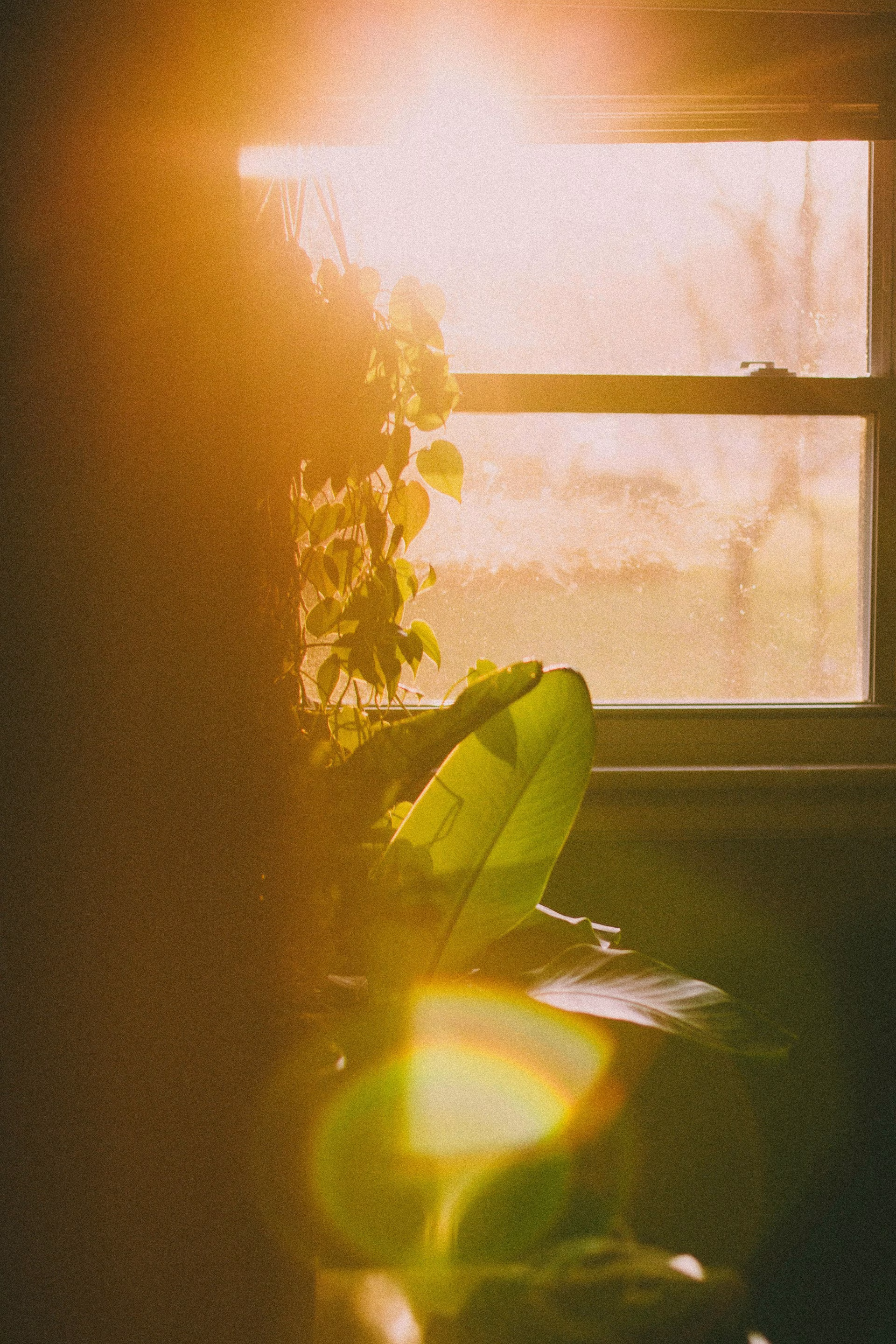 Sonnenwärme hinter der Verglasung Tief stehende Sonne scheint durch ein Fenster und erwärmt den Bereich hinter Zimmerpflanzen, wodurch Temperaturunterschiede im Glas entstehen können.