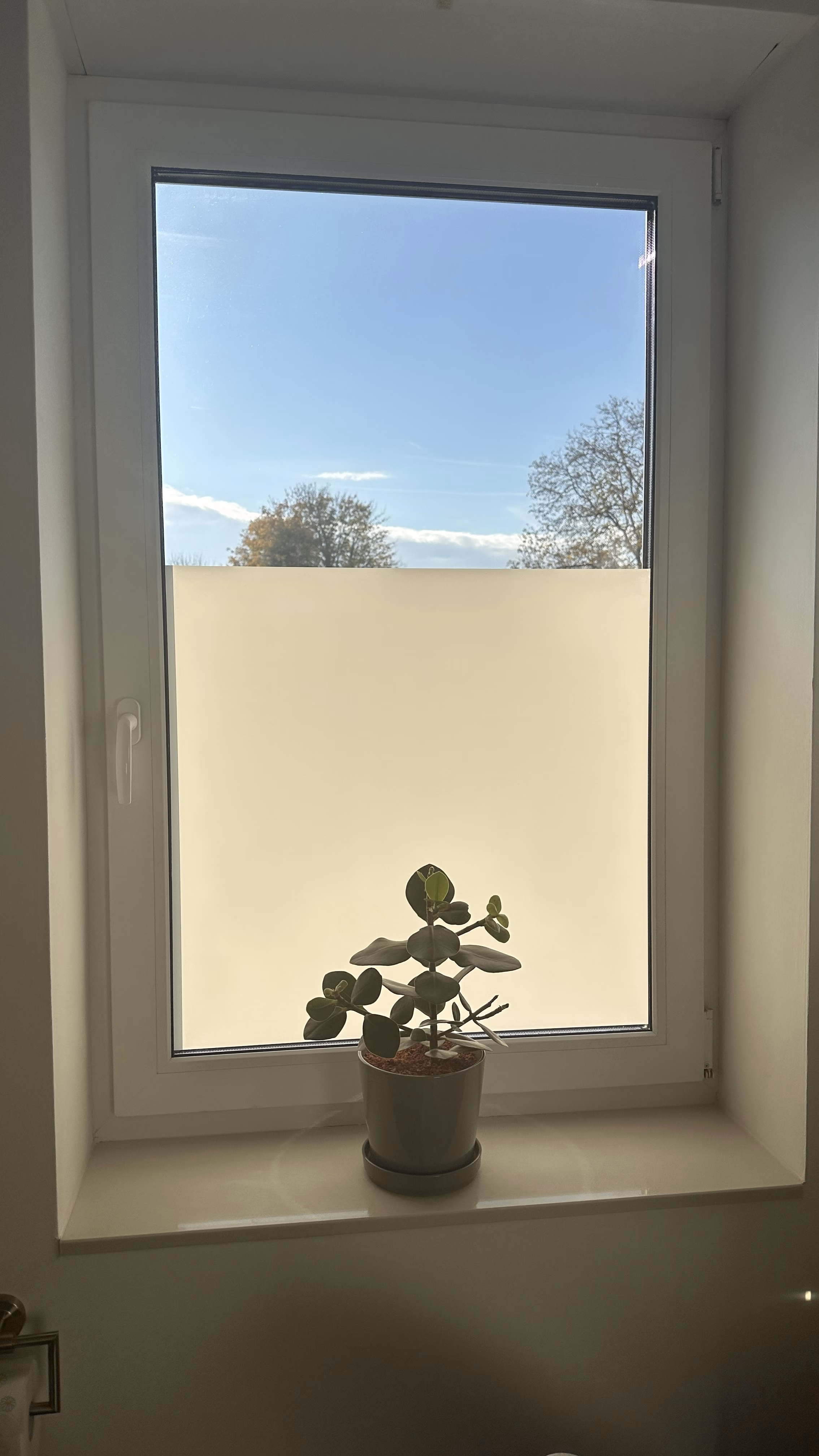 Sonnenlicht scheint durch blickdichte Fensterfolie