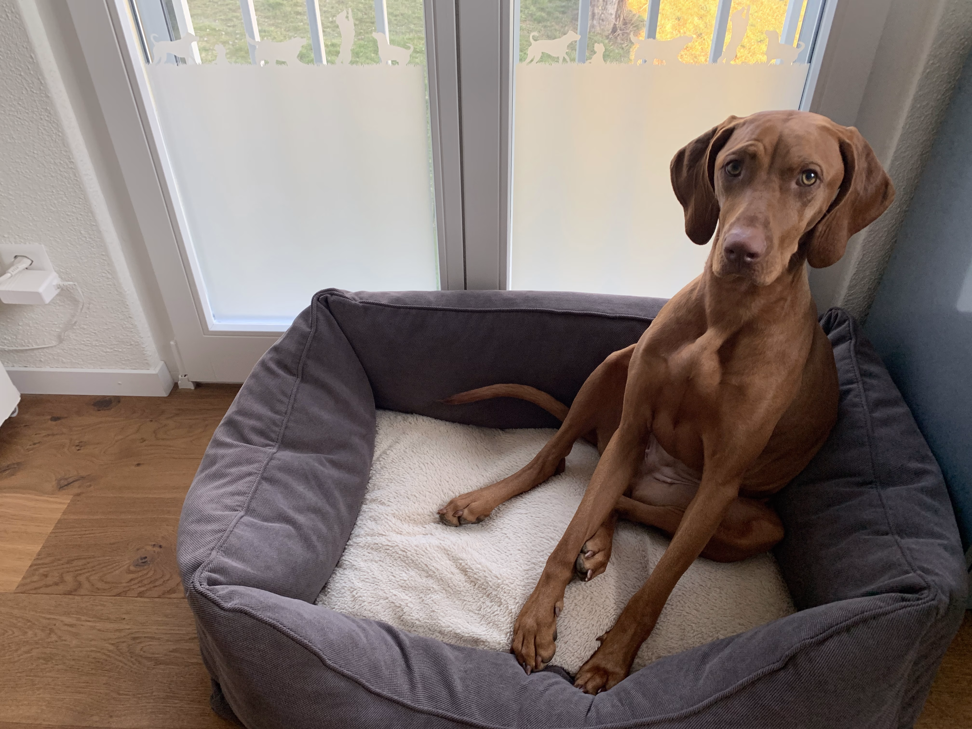 Glasdekor für Fenster mit Motiv Hunde